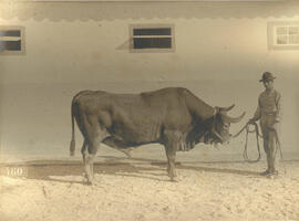 Caracú
