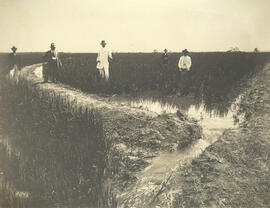 [Cultura de arroz – Fazenda do Dr. Fagundes]