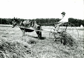 Máquina agrícola da época com tração animal - ancinho - Fazenda Sta Elisa