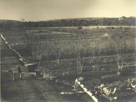 F. M. de Piracicaba Horta de irrigação