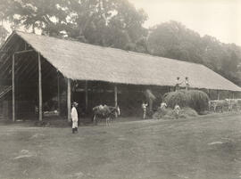 Fazenda Campo Alto