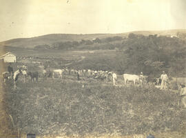 Lavoura em Arraial de Souzas.