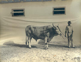 Caracú