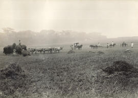 Fazenda Campo Alto