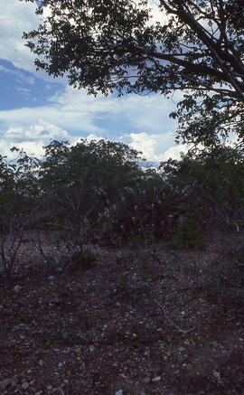 Caatinga