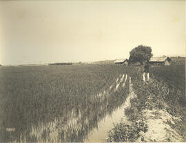 [Cultura de arroz – Fazenda do Dr. Fagundes]