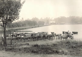 Fazenda Campo Alto