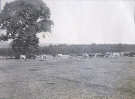 Fazenda Santo Antonio