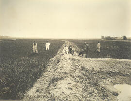 [Cultura de arroz] – Fazenda Água Preta