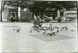 [Pombos no Largo do Rosário]