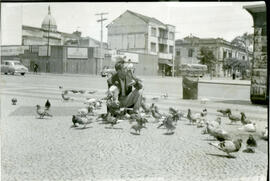 [Pombos no Largo do Rosário]